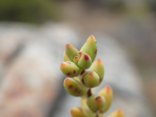 Crassula subaphylla
