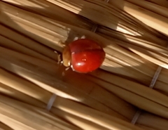 Coccinellidae