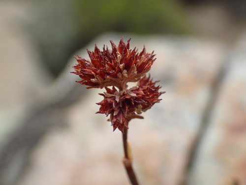 Crassula subaphylla