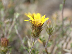 Euryops multifidus