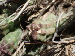 Pectinaria articulata