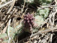 Pectinaria articulata