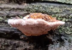 Rhodofomitopsis lilacinogilva image