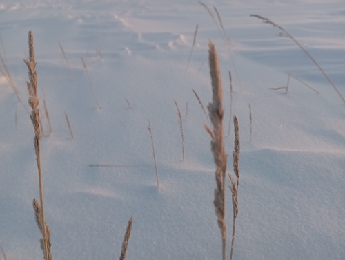 wideleaf polargrass (Arctagrostis latifolia)