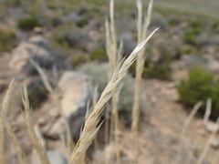 Tenaxia disticha
