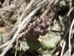 Pectinaria articulata