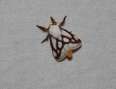 Parapluda invitabilis