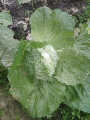 Brassica rapa pekinensis