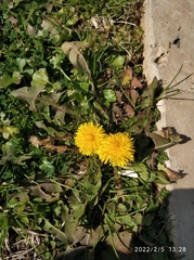 Taraxacum officinale
