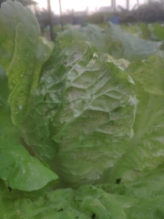 Brassica rapa pekinensis