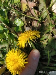 Taraxacum officinale