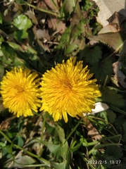 Taraxacum officinale