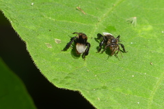 Homotrigona apicalis