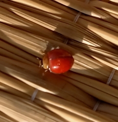 Coccinellidae