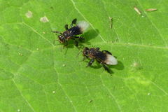 Homotrigona apicalis