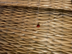 Coccinellidae