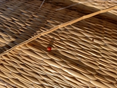 Coccinellidae