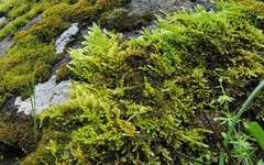 Homalothecium aureum