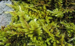 Homalothecium aureum