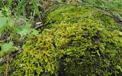 Homalothecium aureum