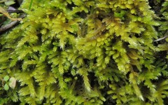 Homalothecium aureum