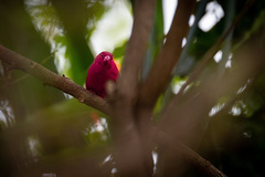 Lagonosticta senegala