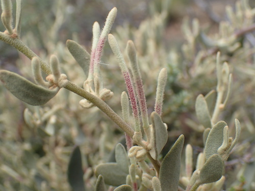 Image of Septulina glauca by (c) Mahomed Desai, some rights reserved (CC BY)