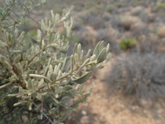 Septulina glauca