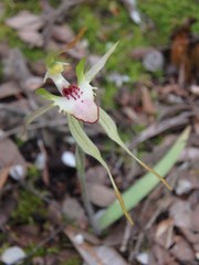 Caladenia dilatata