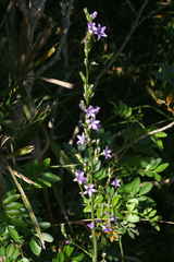 Campanula rapunculus