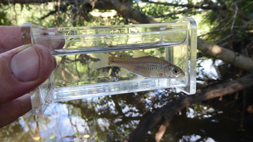 Onestripe barb (Enteromius unitaeniatus) — Cyprinidae — 5