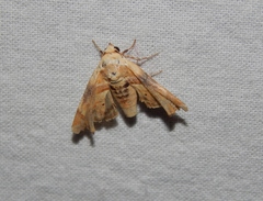 Eutelia callichroma