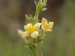 Gnidia scabra