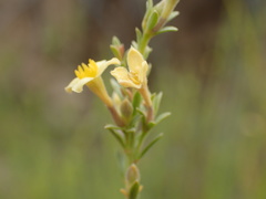 Gnidia scabra