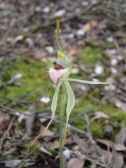 Caladenia dilatata