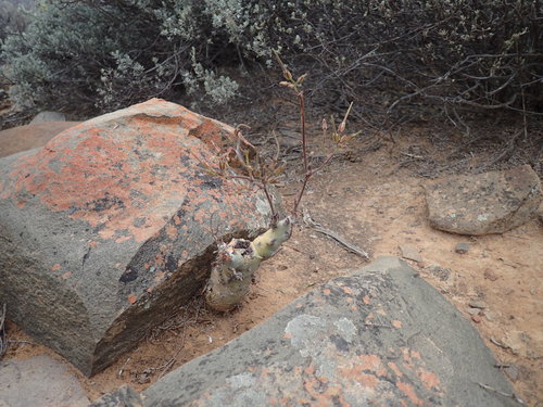 Image of Pelargonium Carnosum (Pelargonium carnosum) by (c) Mahomed Desai, some rights reserved (CC BY)