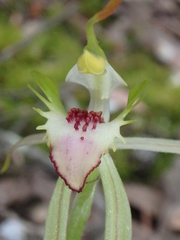 Caladenia dilatata