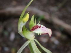 Caladenia dilatata