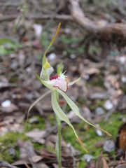 Caladenia dilatata
