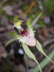 Caladenia dilatata
