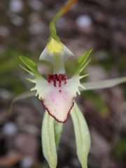 Caladenia dilatata