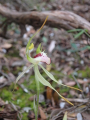 Caladenia dilatata