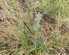Anchusa capensis