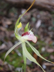 Caladenia dilatata
