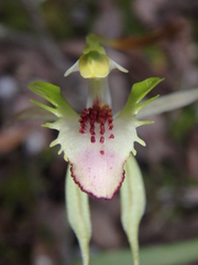Caladenia dilatata