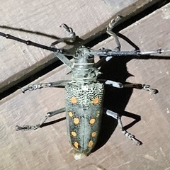 Batocera frenchi