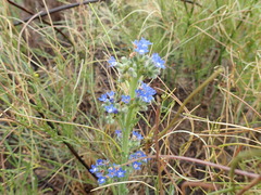Anchusa capensis