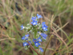 Anchusa capensis