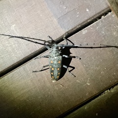Batocera frenchi