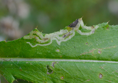 Phytomyza spinaciae